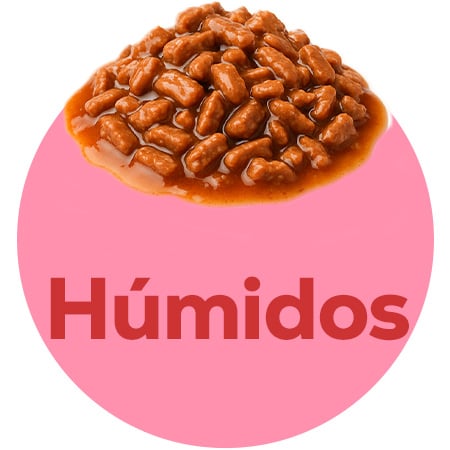 Alimentação húmida específica para cachorros