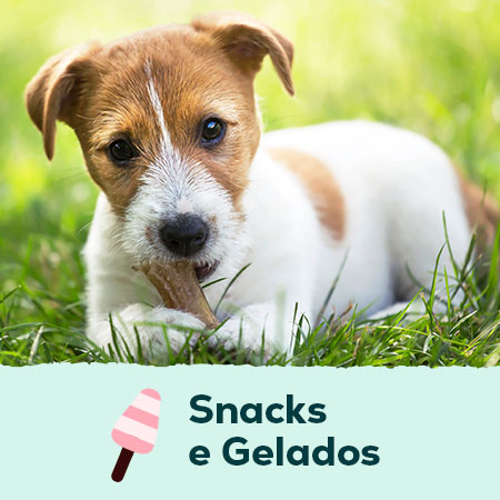 Snacks e gelados para cães e gatos