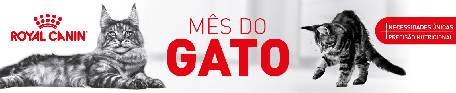Royal Canin: Mês do Gato
