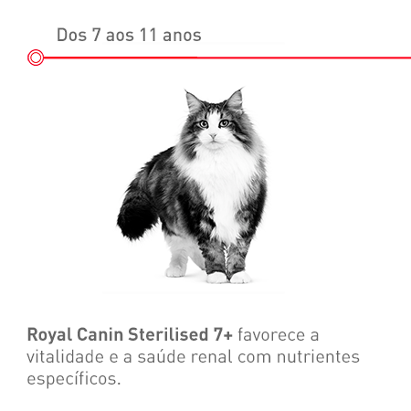 Dos 7 aos 11 anos: Gato sénior esterilizado