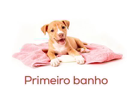 Tudo o que precisa para dar o primeiro banho