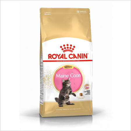 Royal Canin Kitten Persian ração