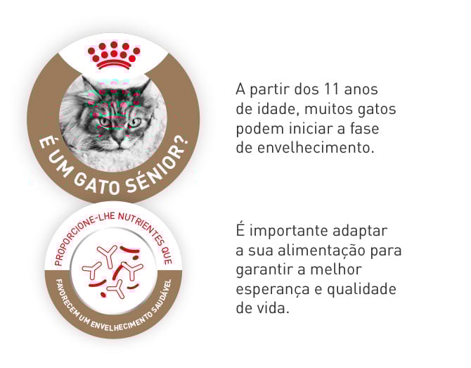 A partir dos 11 anos, quando o seu gato entra na fase de envelhecimento, é importante adaptar a sua alimentação para melhorar a sua esperança e qualidade de vida.