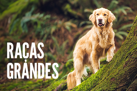Tamanho da raça: cães grandes.