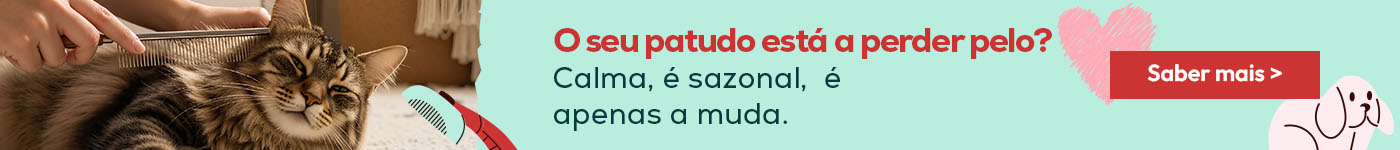 O seu patudo está a perder pelo? Tranquilo. Sim, é sazonal, é apenas a muda. Saiba o que é, quando acontece e quanto tempo dura.