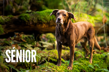 Etapas de vida: cão sénior.