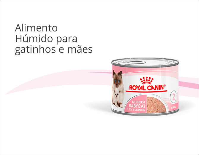 Alimentação húmida para gatinhos e mães