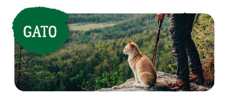 True Origins Wild gato