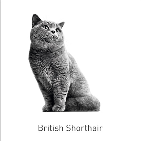 Royal Canin Raças – British Shorthair. Alimento adaptado que tonifica a musculatura e as articulações e favorece o bom funcionamento do coração.