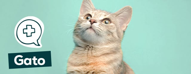 Saúde para gato