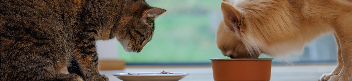 Wellness Core - Alimento Natural e equilibrado para cão e gato