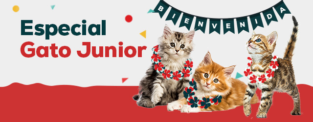 Loja do gato júnior: Tudo o que necessita para lhe dar as boas vindas!