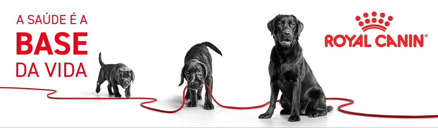 Descubra as etapas de vida do seu cão