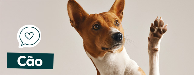 Saúde para cães