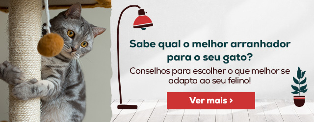 Sabe qual o melhor arranhador para o seu gato?