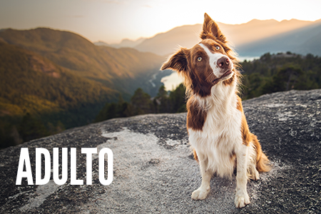 Etapas de vida: cão adulto.
