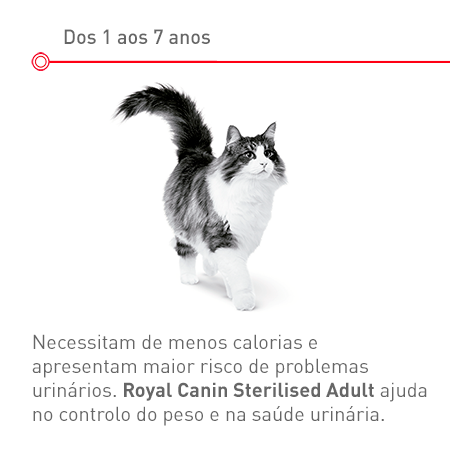 Dos 1 aos 7 anos: Gato adulto esterilizado