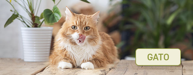 Encontre a receita ideal para o seu gato.