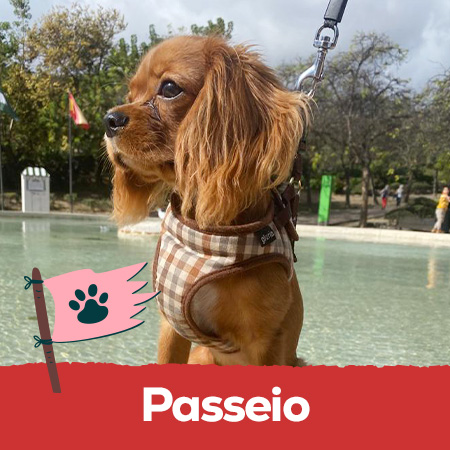 Passeio