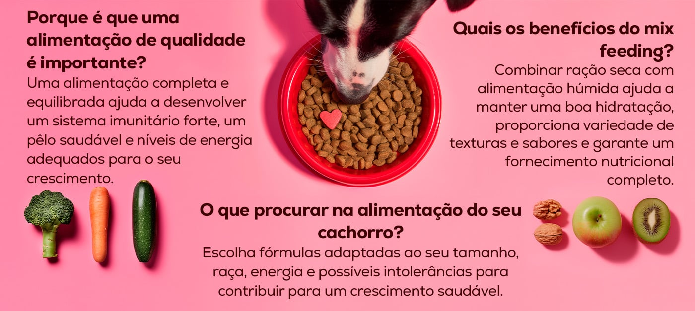 Resumo com os principais pontos sobre a importância de dar uma boa alimentação ao seu cachorro desde o primeiro dia