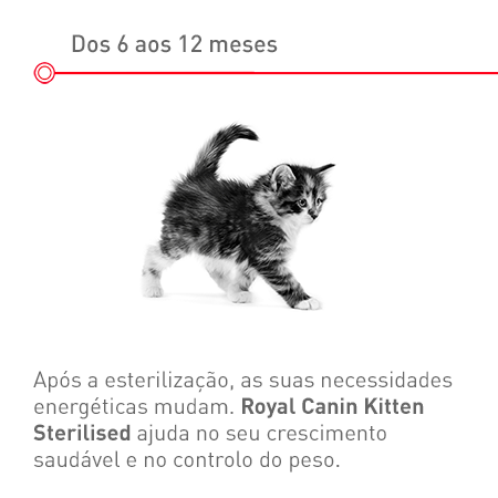 Gatinho esterilizado dos 6 aos 12 meses