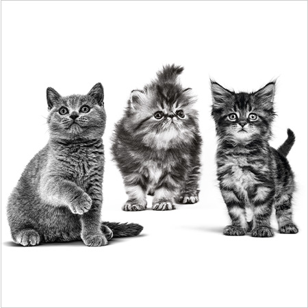 Royal Canin Raças gatinho