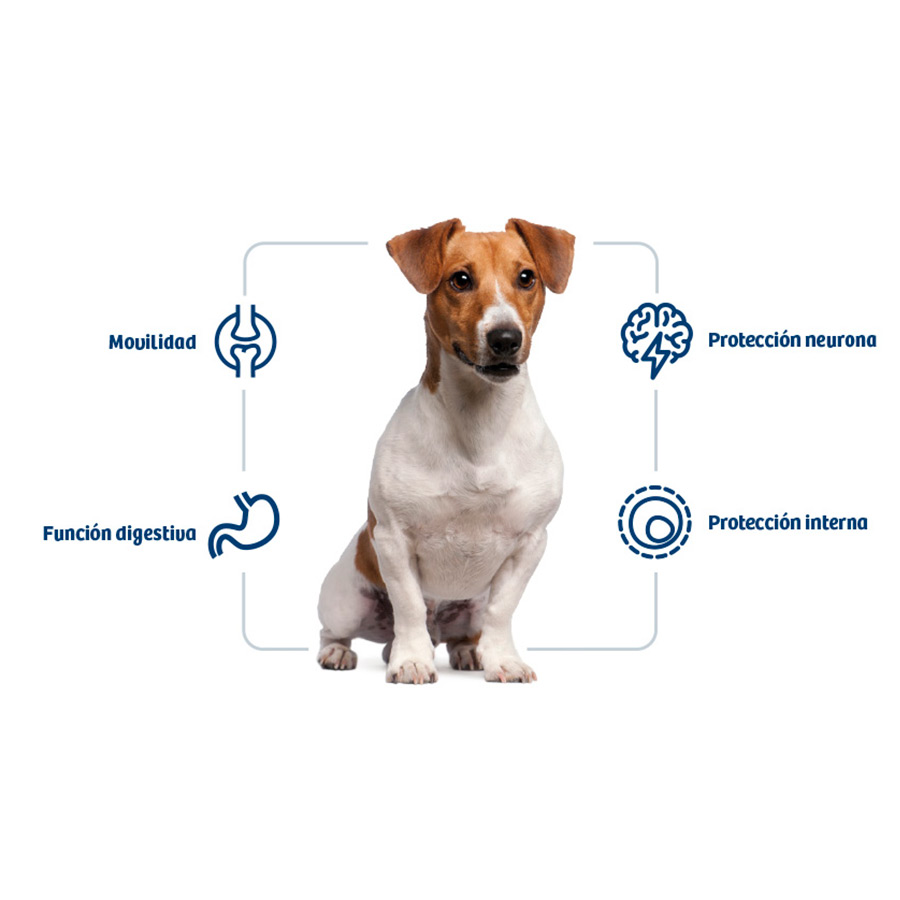 perro_nath_adult_mini.jpg image number null