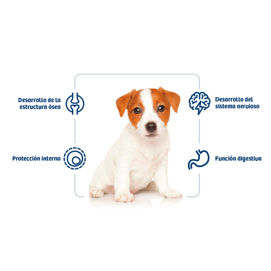 perro_nath_puppy_mini.jpg image number null