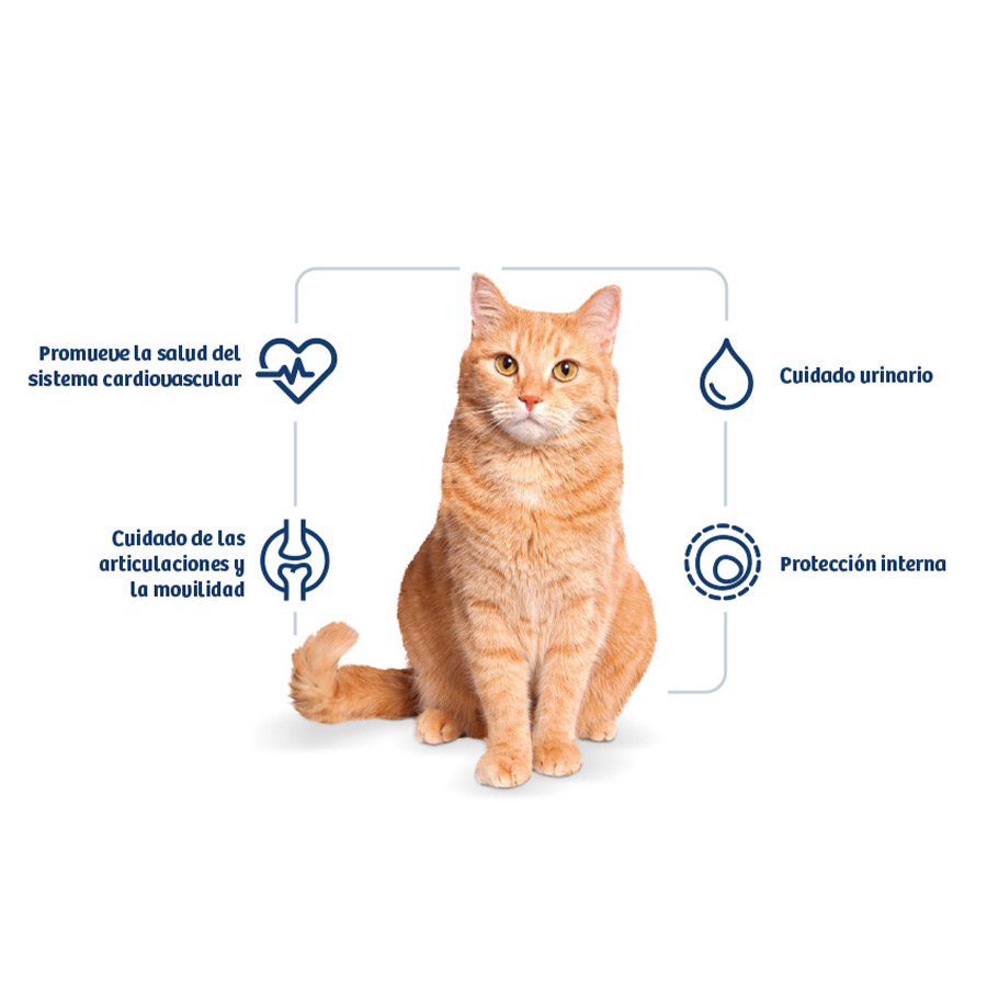 gato_nath_adult.jpg image number null