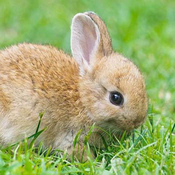 Caspa nos coelhos. Como preveni-la?